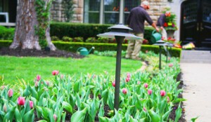 Symphony Designers' Showhouse - Tulips