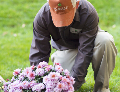 Landscaping Services in Lenexa: When is the Best Time to Plant Flowers?