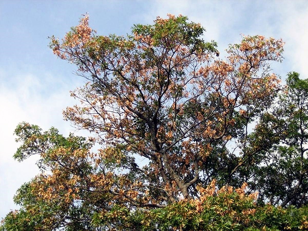 Oak Wilt Disease is Spreading in the Kansas City Area  By The Blade