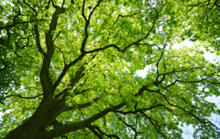 Mighty Oak Tree from below