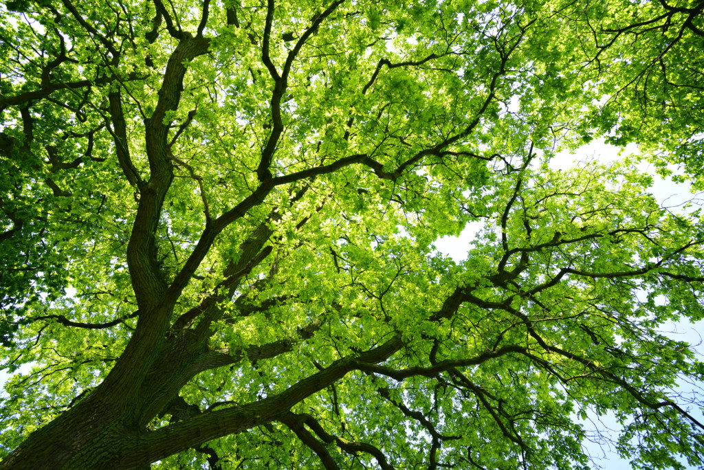 Mighty Oak Tree from below 1