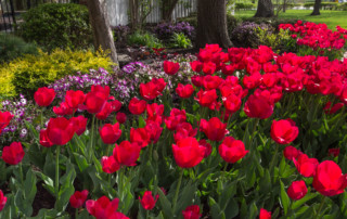 Lawn Maintenace Company in Lenexa