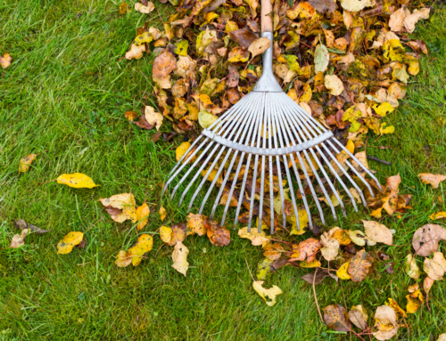 Why You Should Hire Professional Lawn Care Services in Parkville to End the 2022 Year