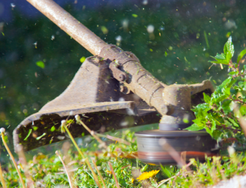 4 Common Spring Lawn Care Mistakes, According to an Experienced Lawn Care Company in Parkville