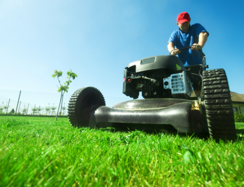 4 Ways That Professional Lawn Services in Parkville Can Improve Your Home