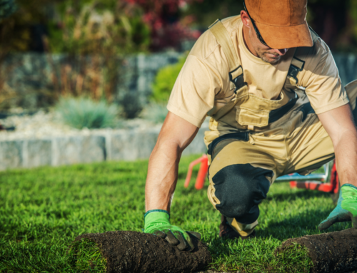 Landscaping Services in Parkville: What’s Changed in the Last 2 Decades?