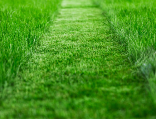 Lenexa Lawn Care Services Say to Consider These 8 Major Factors When Determining Your Mowing Cycle