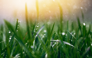 Lawn Care Company in Parkville