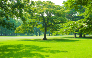 Lawn Care Services in Lenexa