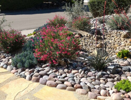 A Top Landscaping Company in Lenexa Offers 8 Amazing Pieces of Advice on Xeriscaping