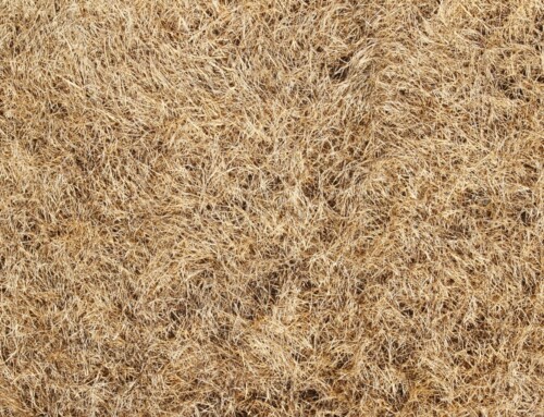 A Parkville Lawn Care Company Asks, When is it the Perfect Time to Stop Mowing Your Yard in 2023?