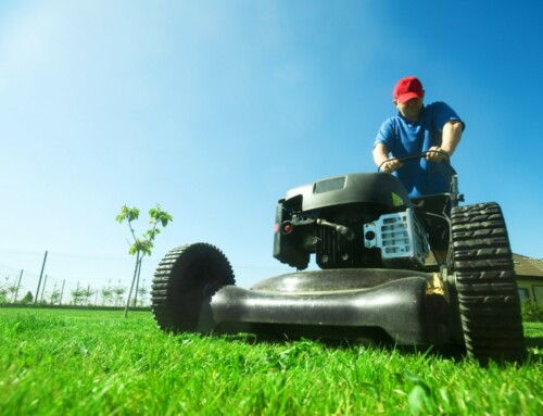 Navigating the Green Scene: Helpful Tips When Comparing Different Lawn Care Services in Parkville
