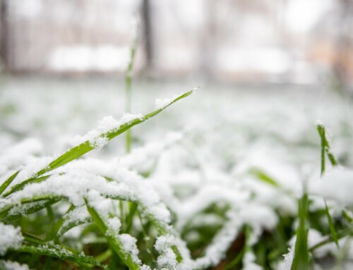 February Love for Your Lawn: Tips from Your Friendly Parkville Lawn Care Company