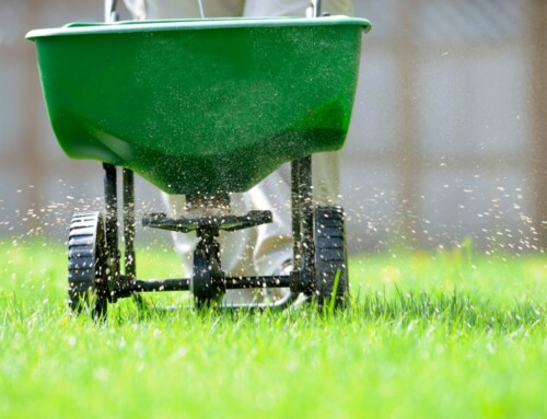 12 Tips from One of the Top Parkville Lawn Care Services on Kickstarting Your Lawn This Spring