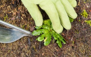 Lawn Care Company in Lenexa