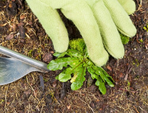 Lawn Care Company in Lenexa: 12 Crucial DIY Weed Removal Tips