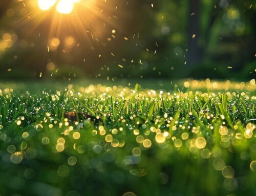 Cost-Effective Lawn Care Services in Lenexa with By The Blade