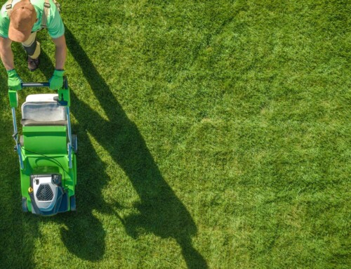 Why Lawn Care Services in Lenexa Are About So Much More Than Cutting Grass