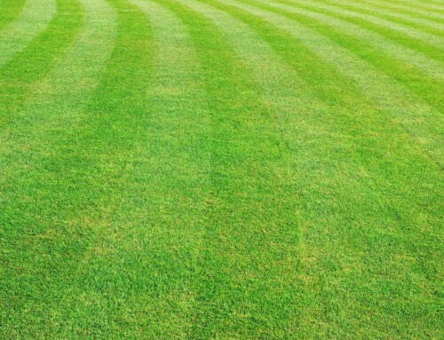 Meet the Leawood Yard Mowing Company That’s Quietly Redefining What Lawn Care Really Means