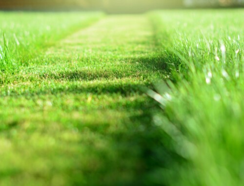 What Kind of Lawn Services in Lenexa Does By The Blade Offer?