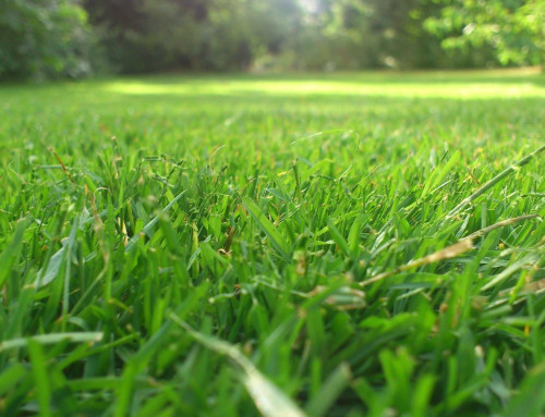 Want Your Lawn to Look Better? Here’s Where to Start