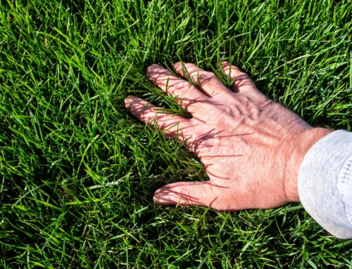 How Can Lawn Fertilization Prepare My Lawn for Spring?