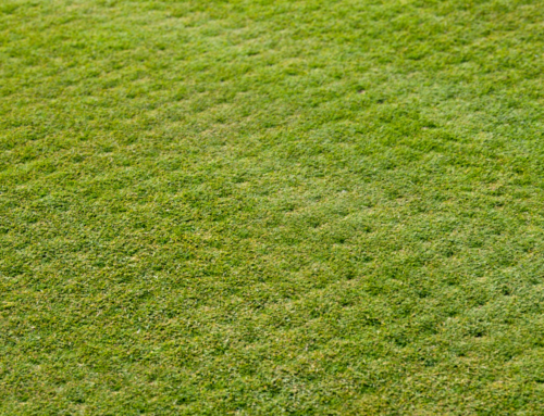 Best Landscaping Company in Lenexa: Does Lawn Aeration Actually Work?