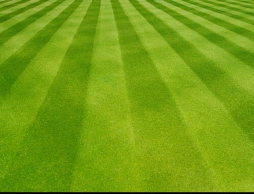 Is Your Lawn Dying? Here’s How You Can Bring It Back to Life