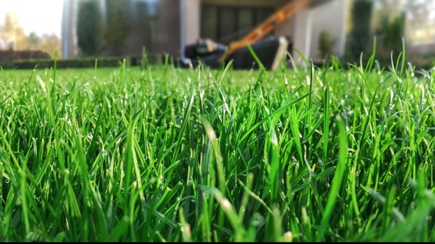 Lawn care business Lenexa