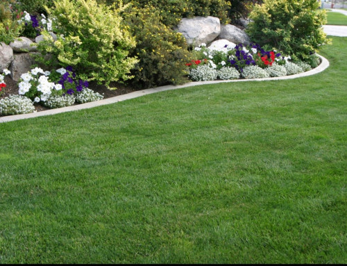 Are There Different Kinds of Lawn Care? How Do They Differ?