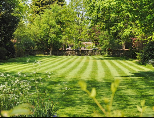 Lawn Care Services in Lenexa Have Gotten Bigger and Better – Why You Should Capitalize Now