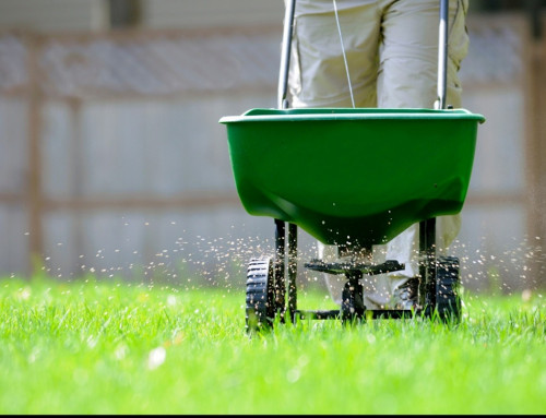 What is the Process for Lawn Fertilization? How Does it Help My Lawn?
