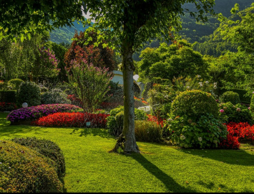 Why Do Some Lawns Bounce Back Faster After Winter?