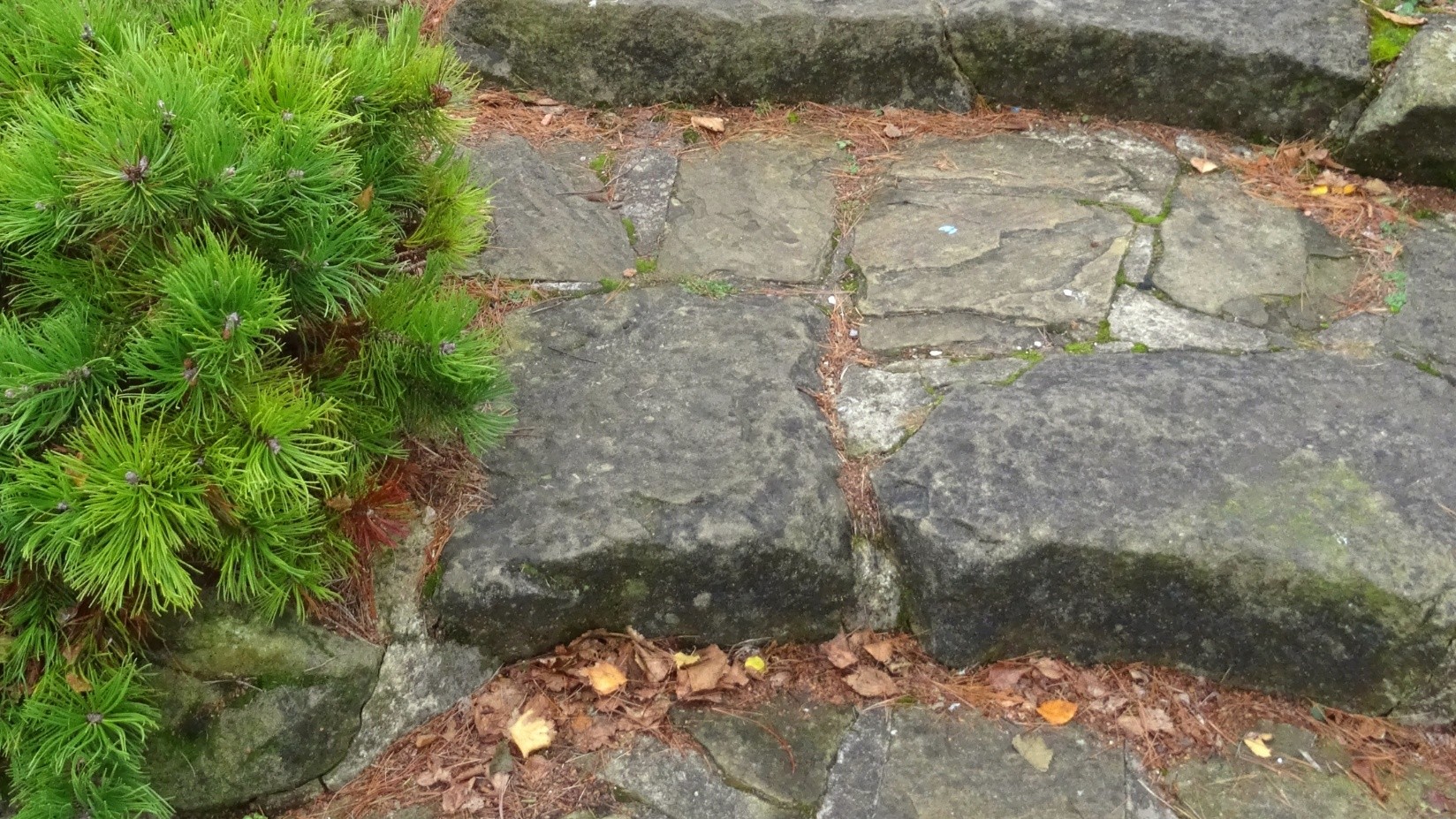 Lenexa Lawn Care Services