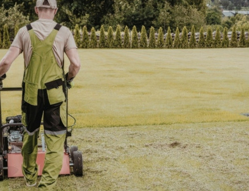 Why Does My Lawn Look Patchy Even When It Gets Mowed?