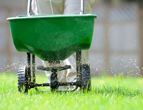 How to Get Prepared for Spring Lawn Care: Answers from Patrick Vogt and By the Blade’s Experts